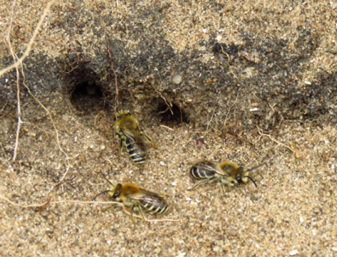 3 Sea Aster Mining Bees creating a nesting tunnel