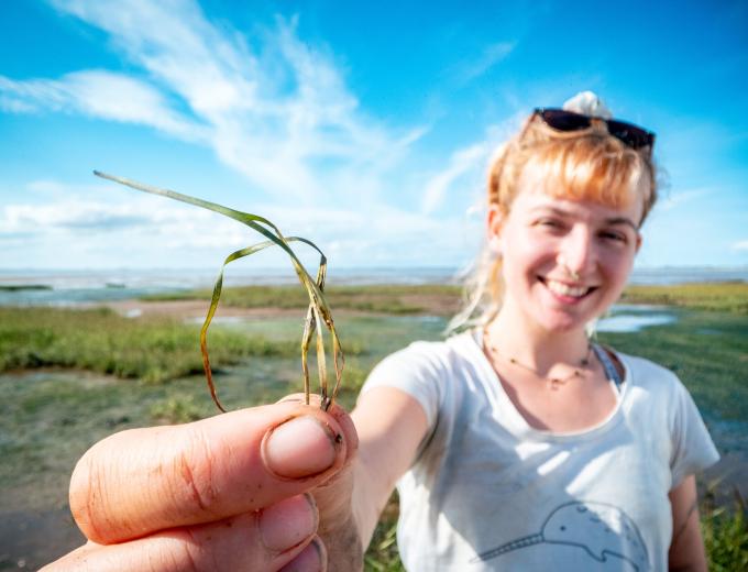 Seagrass seed collecting