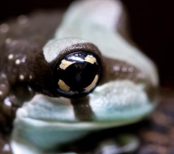 Close up of the Amazon milk frog eye