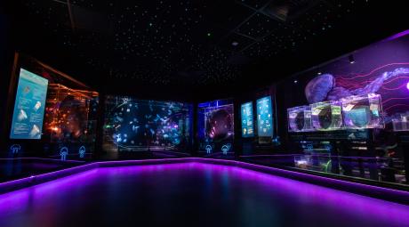 Jellyfish room in The Deep's Cool Seas zone