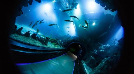 Underwater Tunnel in The Deep