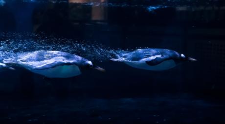 Two Gentoo penguins swimming