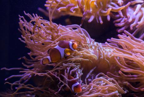 Clownfish in The Deep's Slime exhibit
