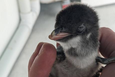 Close up of the penguin chick