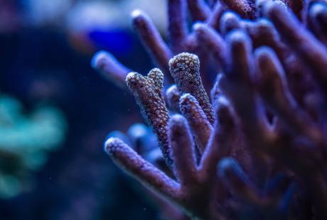 Close up of a coral in The Deep's Living Reef exhibit.