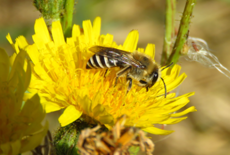 Close up of a Sea Aster Mining Bee resting on a dandelion.