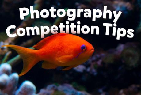 Picture of a fish with wording saying Photography competition tips