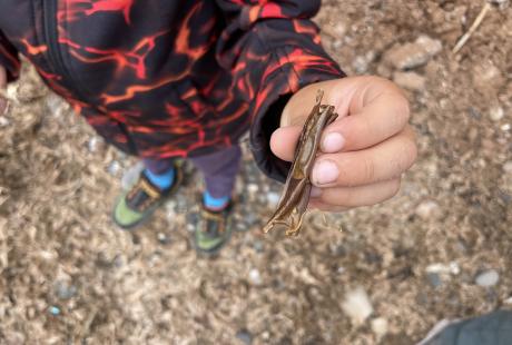 A young child holding out a shark egg case hunt towards the camera.