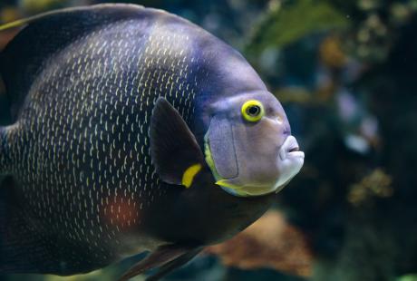 Lagoon of Light tropical fish