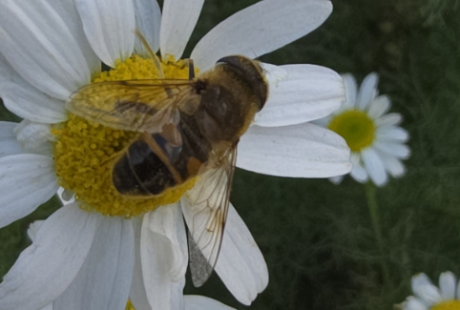 Common drone fly resting on a flower