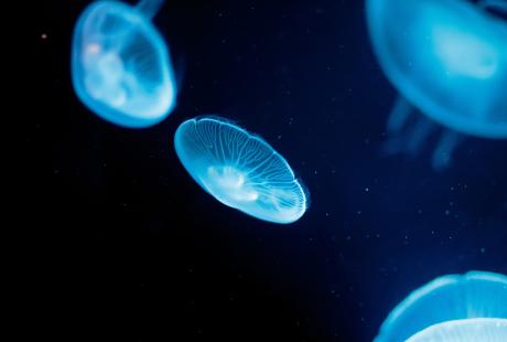 Moon jellyfish in The Deep's Cool Seas exhibit.