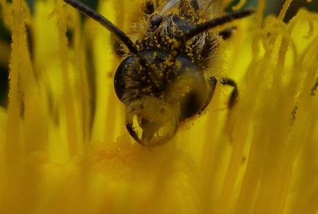 Close up of a bee covered in pollen flying over a yellow flower.