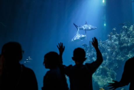 Silhouette of a group of children looking into the Endless Ocean exhibit