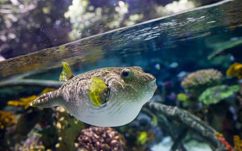 Stars and stripes pufferfish in The Deep's Lagoon of Light exhibit