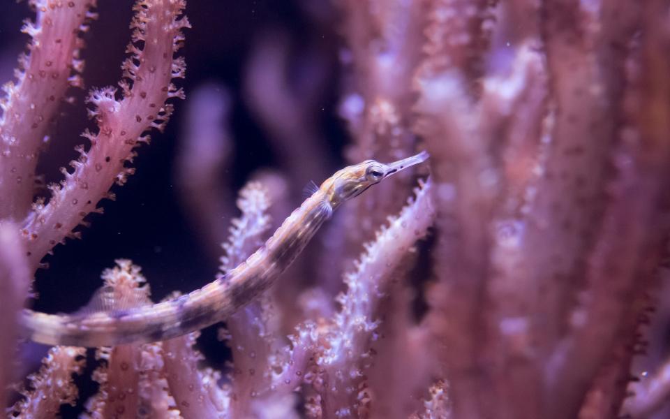 Scribbled pipefish in The Deep's Slime exhibit