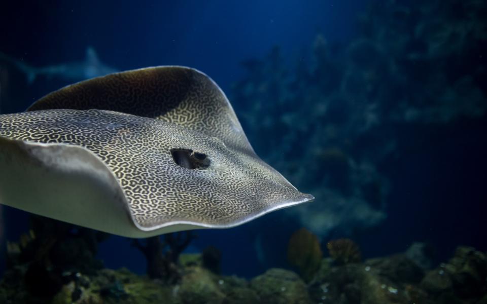 Honeycomb whiptail ray in The Deep's Endless Ocean exhibit.