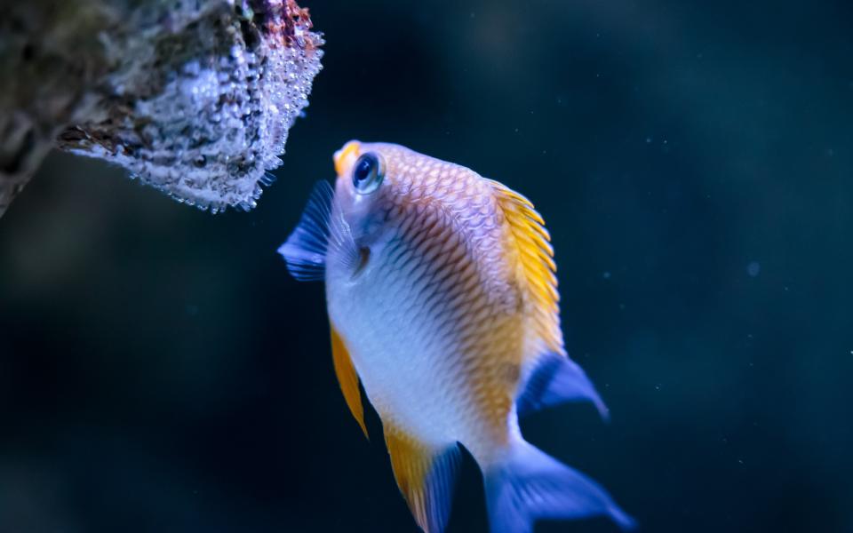 Golden damselfish in The Deep's Changing Seas exhibit