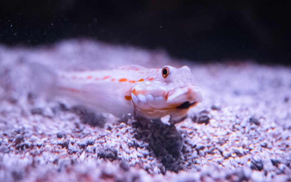 Maiden goby in The Deep's Changing Seas exhibit