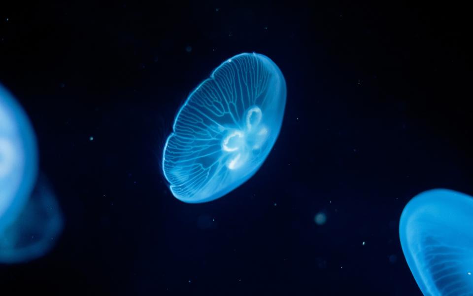 Moon jellyfish in The Deep's Cool Seas exhibit