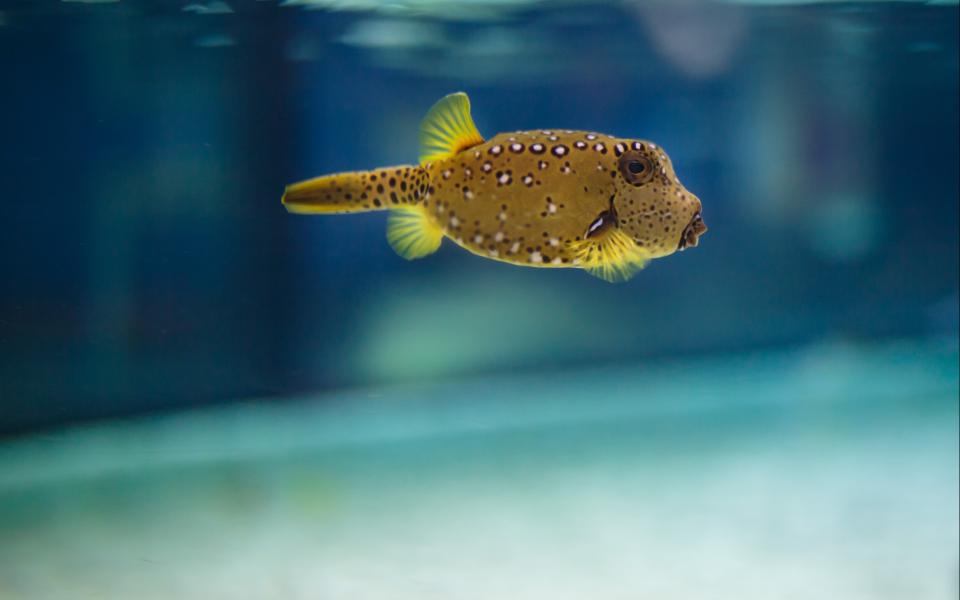 Yellow boxfish in The Deep's Changing Seas exhibit.