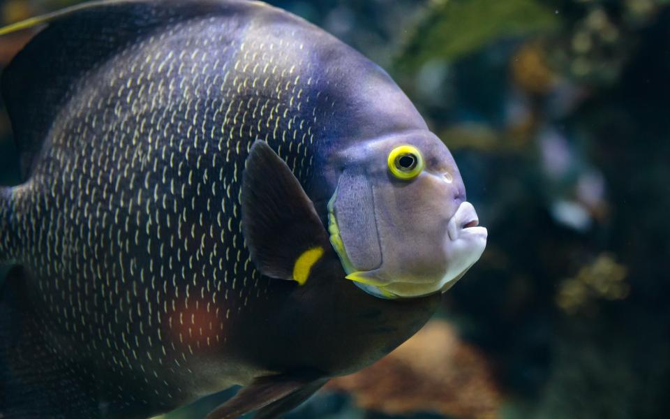 French angelfish in The Deep's Lagoon of Light exhibit