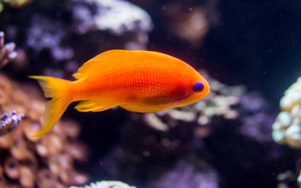 Coral wreckfish in The Deep's Living Reef exhibit