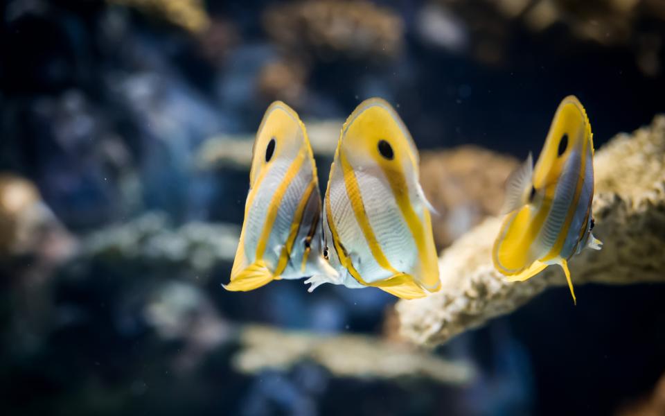 Copperband butterflyfish in The Deep's Changing Seas exhibit.