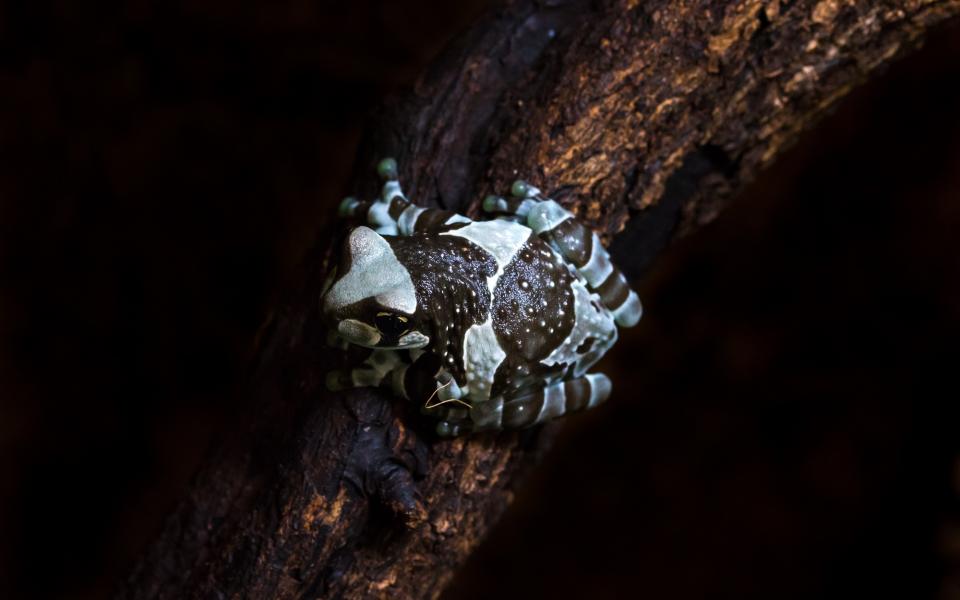 Amazon milk frog