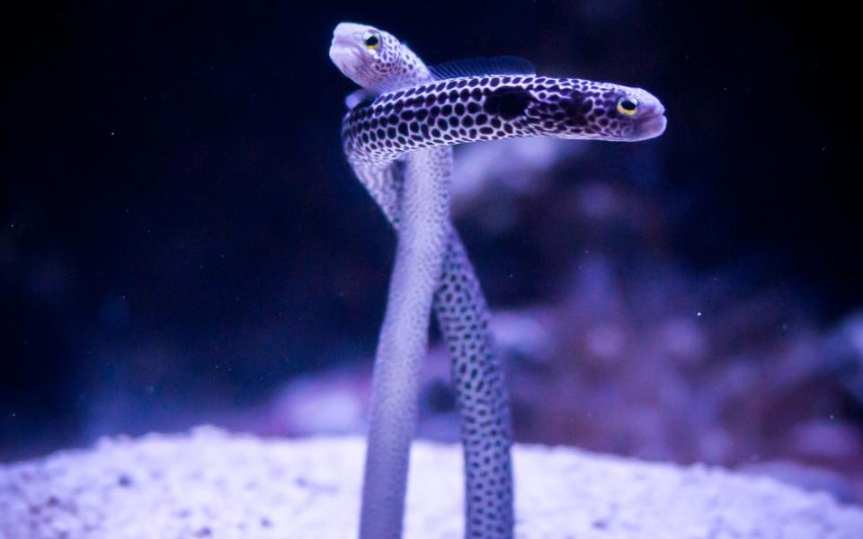 Two Garden eels in The Deep's Slime exhibit