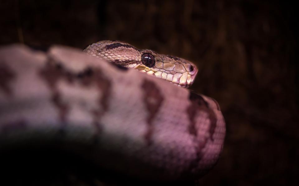 Amazon tree boa in The Deep's Deep Blue One exhibit