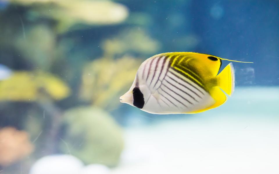 Threadfin butterflyfish in The Deep's Lagoon of Light exhibit