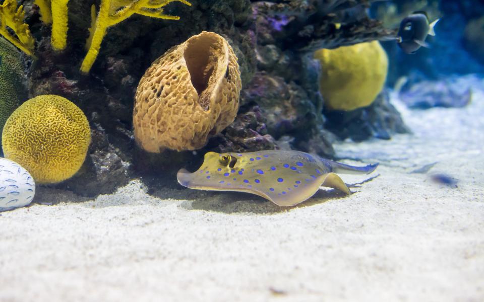 Blue spotted ribbontail ray in The Deep's Lagoon of Light exhibit