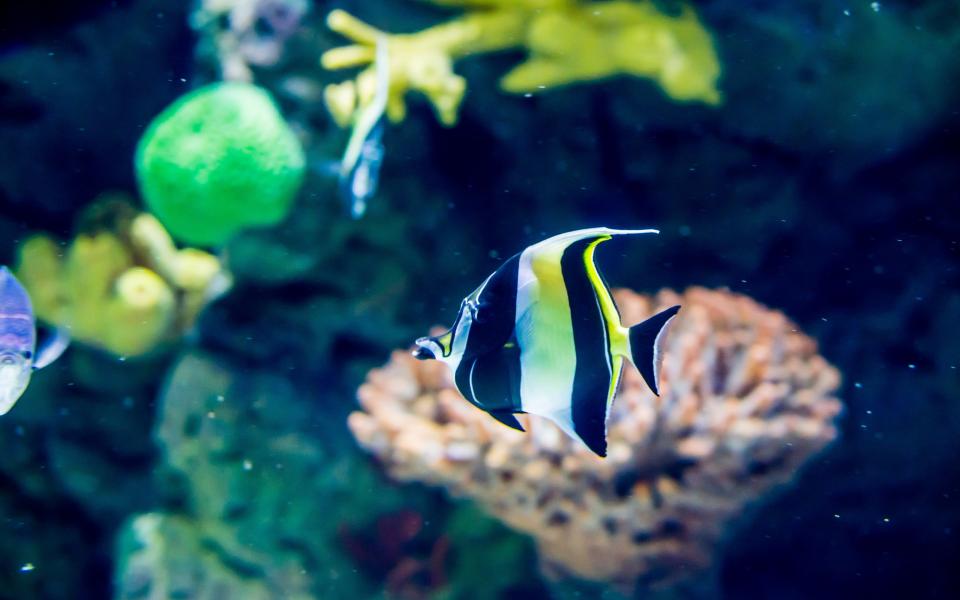 Moorish idol fish in The Deep's Lagoon of Light exhibit