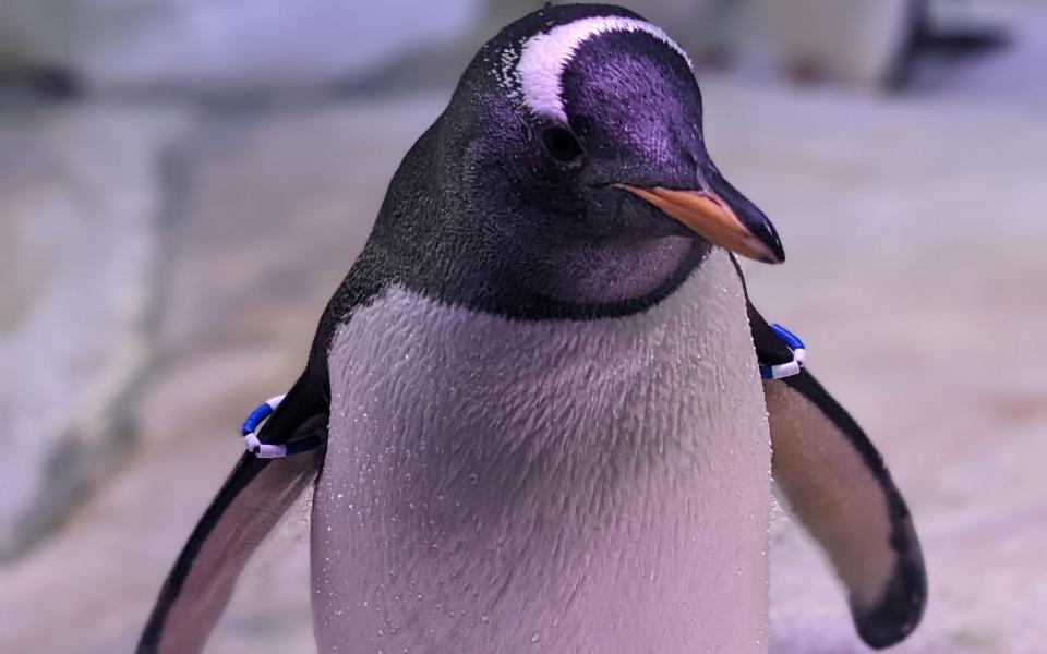 Close up of Lillian, our Gentoo penguin, in The Deep's Kingdom of Ice exhibit