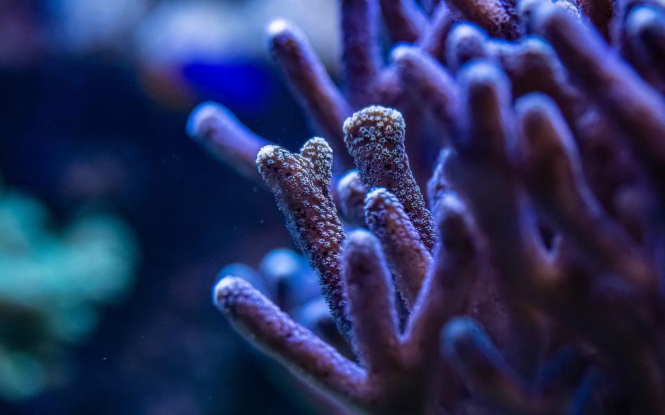 Smooth cauliflower coral in The Deep's Living Reef exhibit