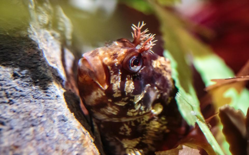 Tompot blenny in The Deep's Rockpool exhibit