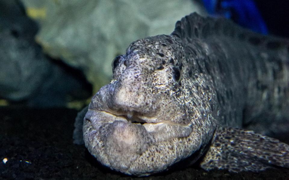 Wolf eel in The Deep's Cool Seas exhibit