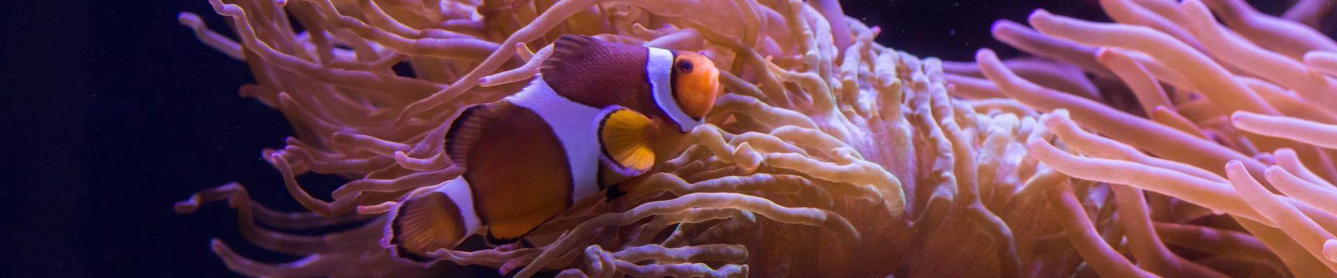 Clownfish in The Deep's Slime exhibit.