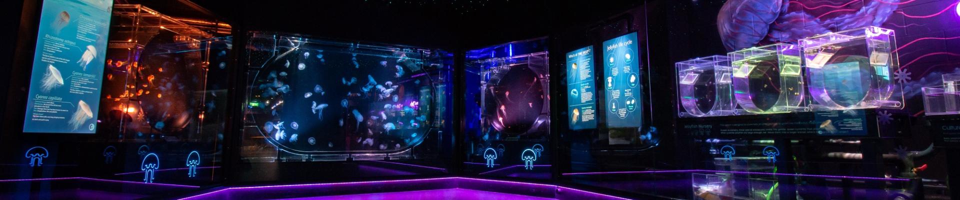 Jellyfish room in The Deep's Cool Seas zone