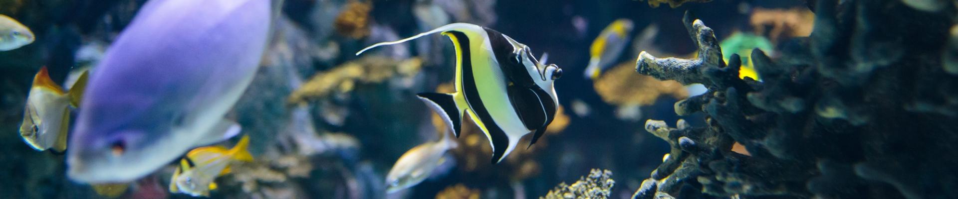 Fish in The Deep's Lagoon of Light exhibit