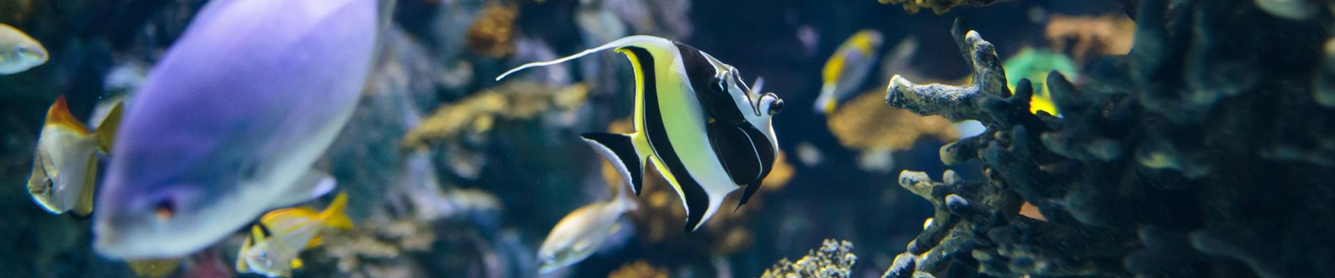 Fish in The Deep's Lagoon of Light exhibit