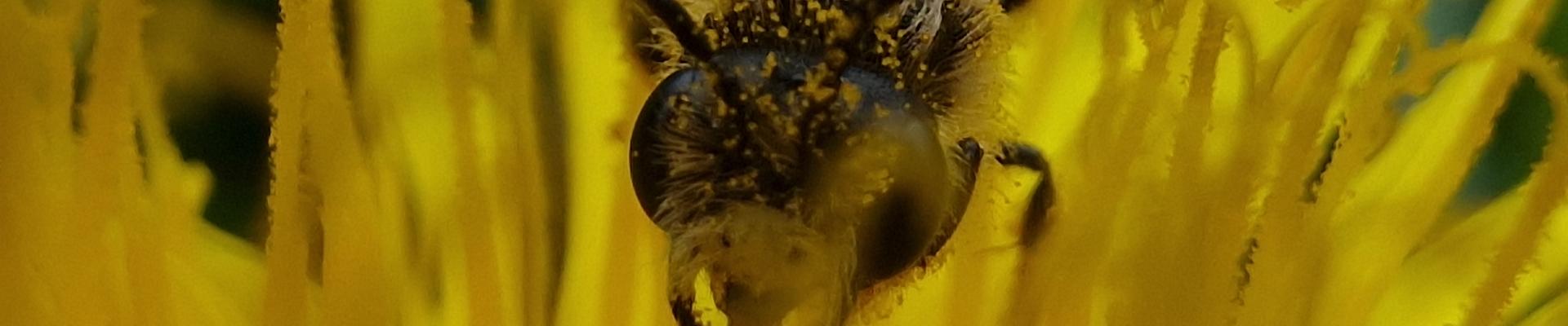 Close up of a bee covered in pollen flying over a yellow flower.