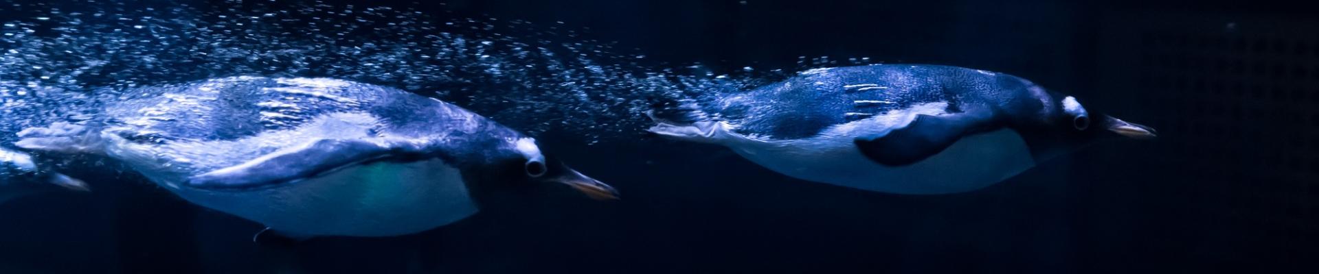 Two Gentoo penguins swimming