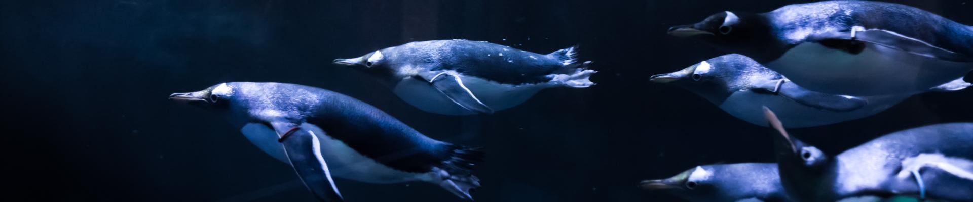 Gentoo penguins swimming through the water