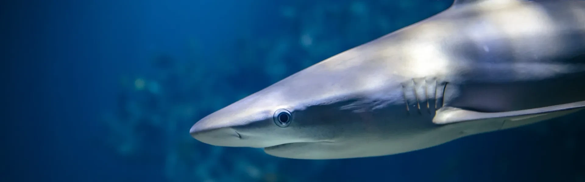 Grey reef shark swimming through The Deep's Endless Ocean exhibit